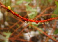 /album/plants/plants-3-jpg/